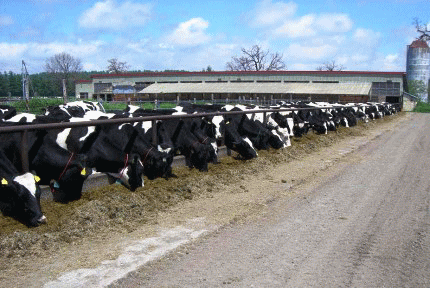 十勝育成牧場風景