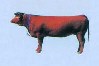 褐色和牛の画像