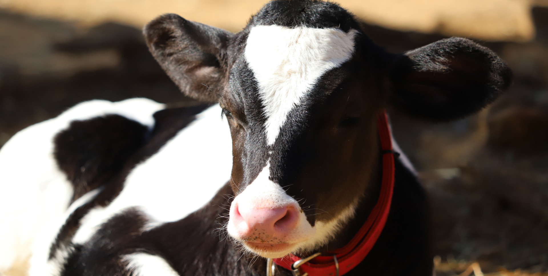 北海道農業公社
