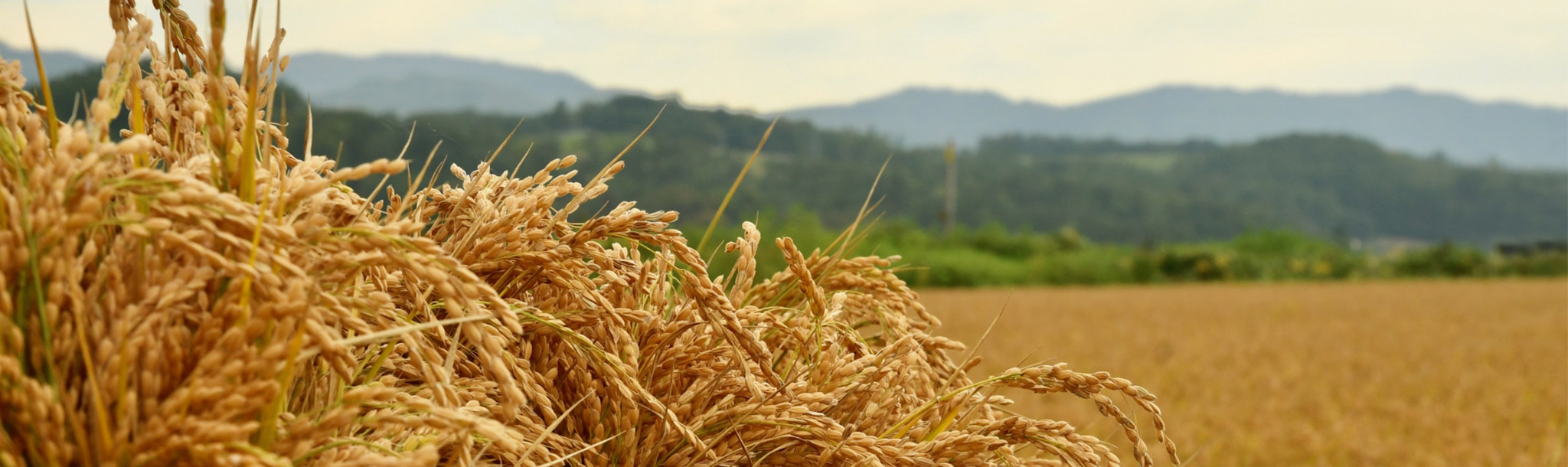北海道の農業が持続的に発展するために